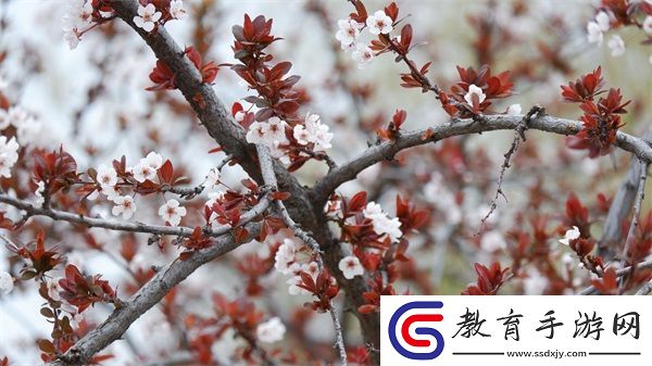 人馬配速45分鐘服務費用情況詳解