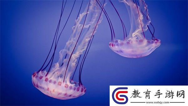 紫黑色蘑菇頭頂開花縫