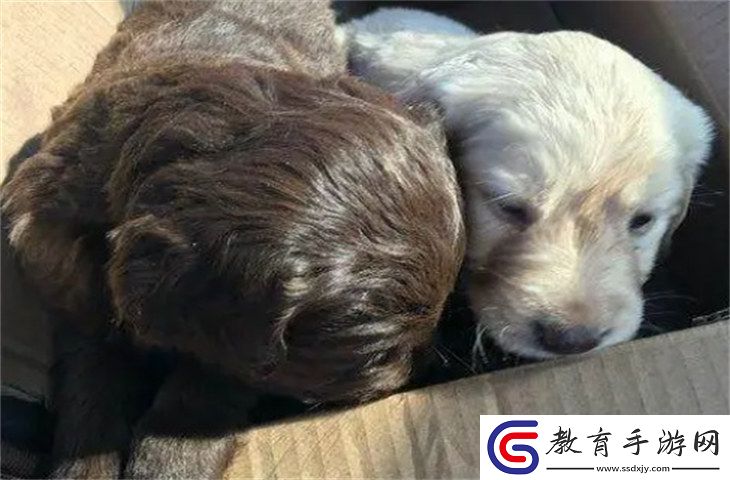 拉布拉多6000元貴嗎