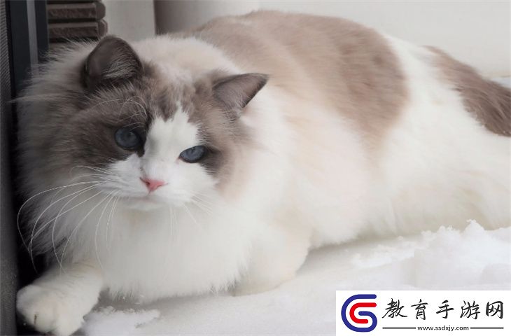 一個月的布偶貓怎么養