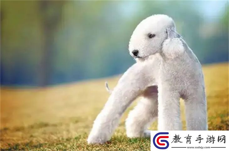 貝靈頓梗怎么養