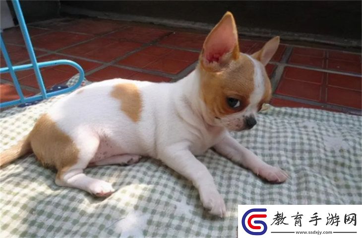 吉娃娃4000元貴嗎