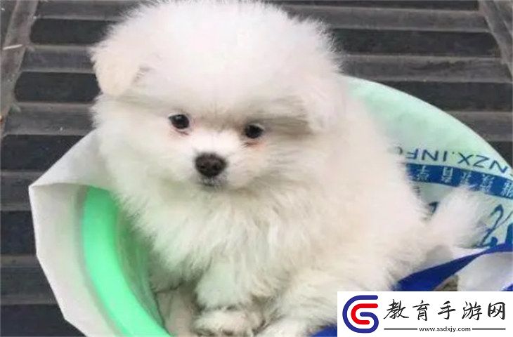 博美犬8000元貴嗎