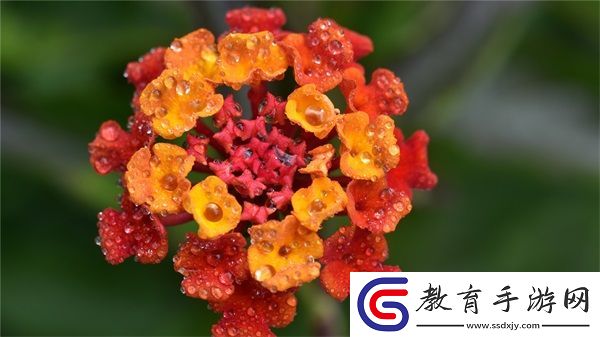 蘇軟軟汆肉的日常的美味秘訣