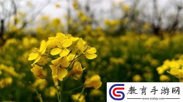 免費國外b站刺激戰場直播app