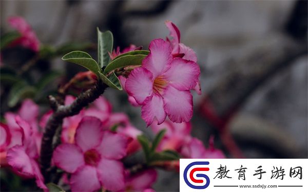 電動木馬上的旋轉(zhuǎn)木棒如何使用
