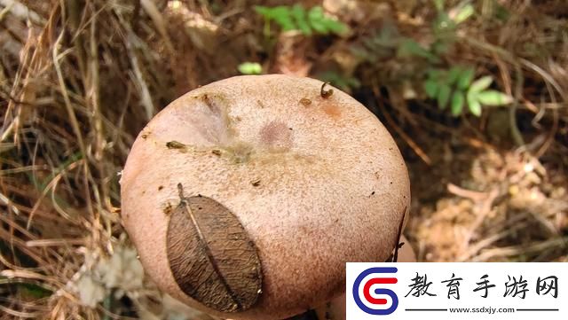 “浙”里頭的蘑菇秘密