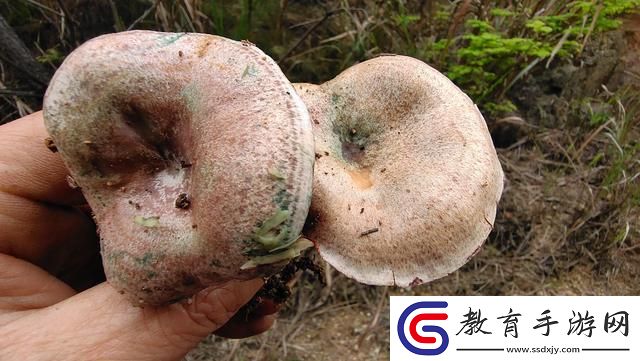 “浙”里頭的蘑菇秘密