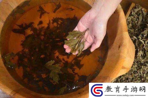 扦插