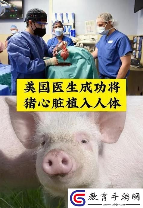 九州豬影人類DNA的奇妙之旅