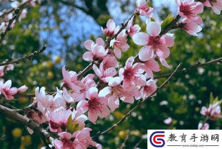 國色天香桃花朵朵開