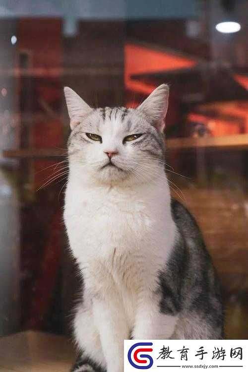 人狗大戰Java代碼主播互曝猛料