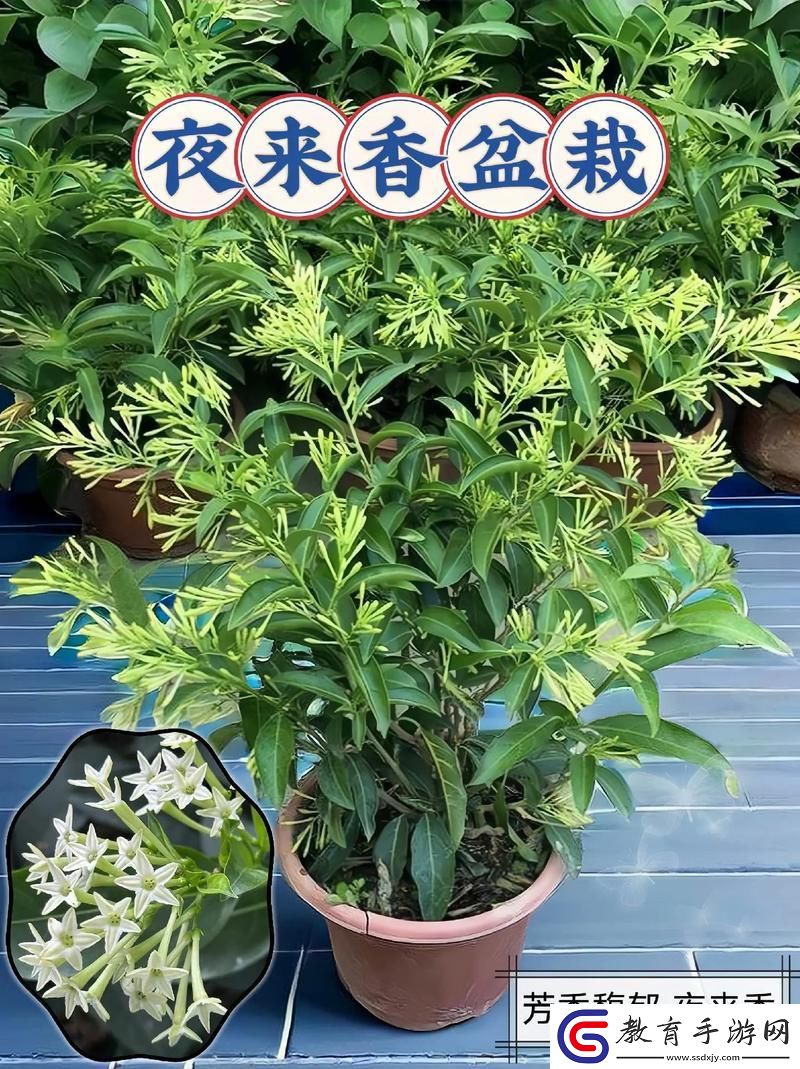 “夜來香”小嘴兒揭秘