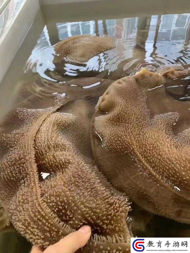 牛百葉