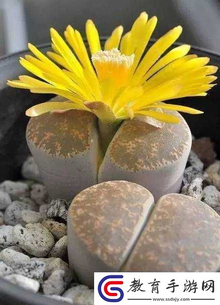 蘑菇頭頂開花縫