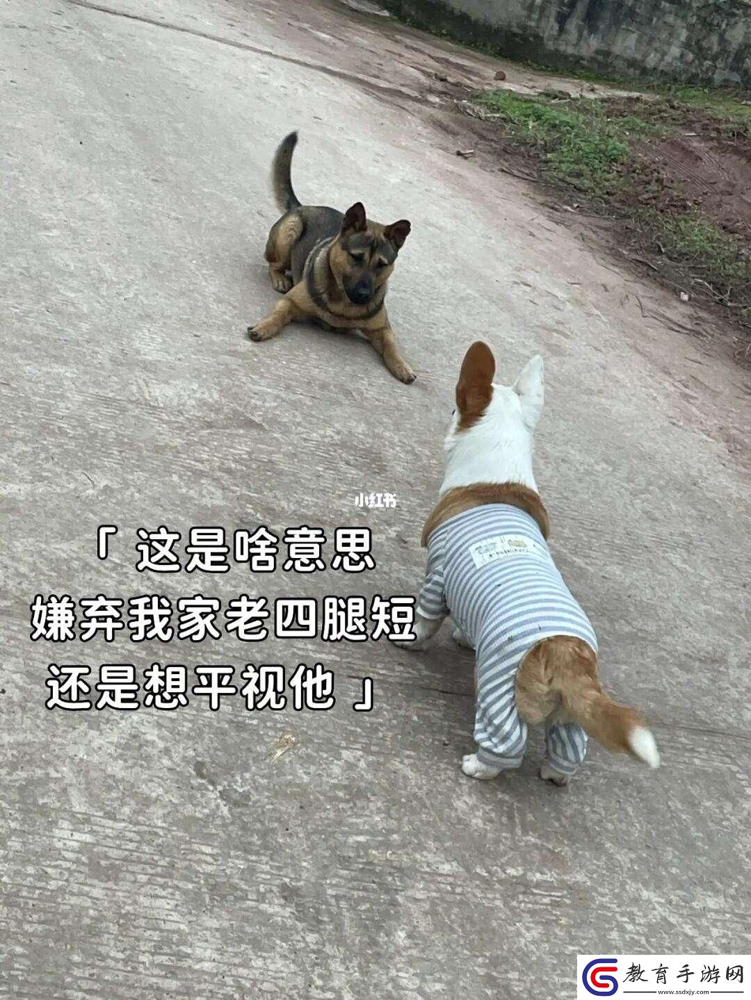 “狗老公”遭遇“婆婆”大作戰