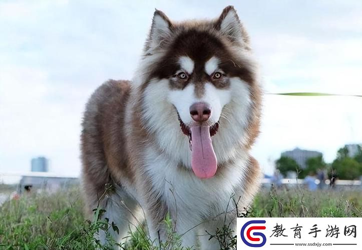 女人獨享萌寵指南