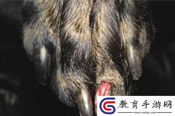狗甲穿梭**熱情燃爆笑談間！