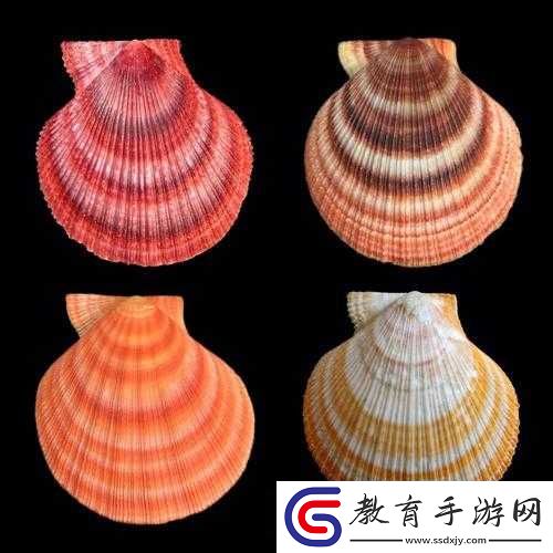這是我的小扇貝好看嗎