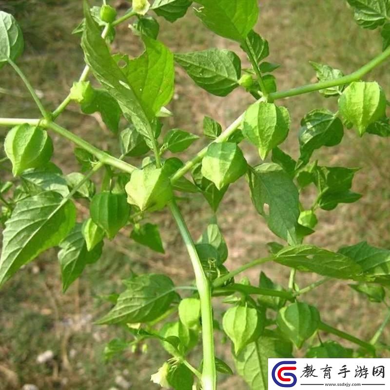 打撲時尚秀