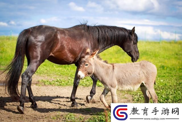 游戲的馬驢雜交攻略