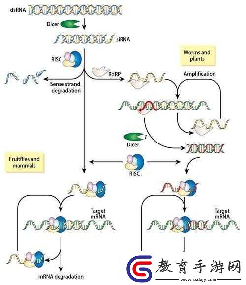 rnahybridization