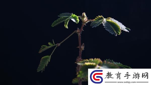 探秘含羞草實驗室隱藏路線