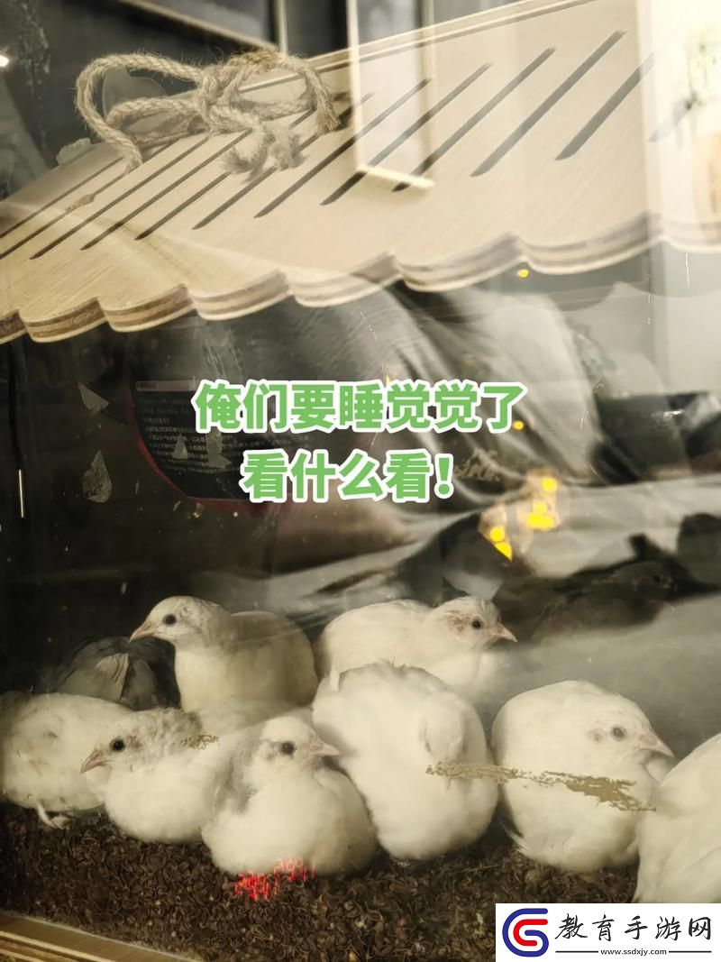 睡覺握雛雞一晚