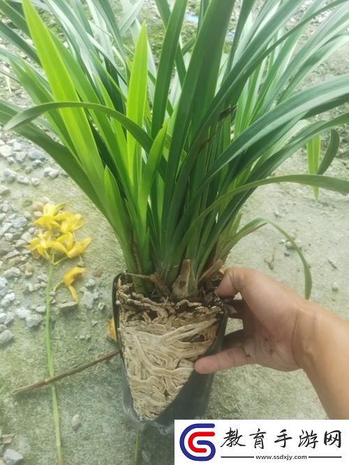 內容豐富用龍根養大的公主