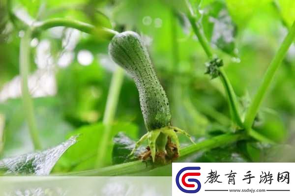 草莓綠巨人絲瓜香蕉黃瓜視頻大全