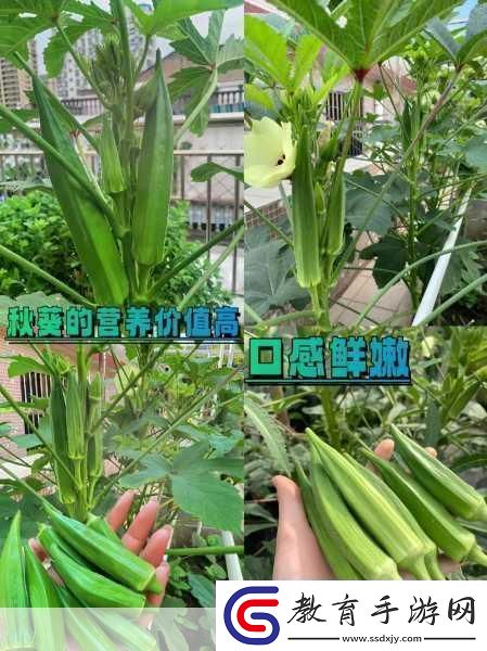草莓櫻桃絲瓜秋葵榴蓮黃瓜大全營養(yǎng)解析
