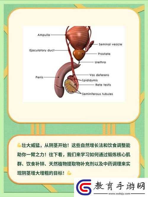 怎么能讓自己的雞變大變長(zhǎng)
