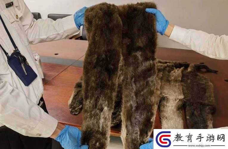 AAAA級毛皮最火的一句
