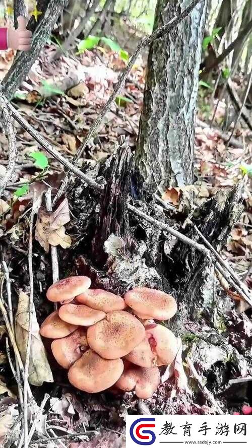采蘑菇的小菜鳥進(jìn)階攻略