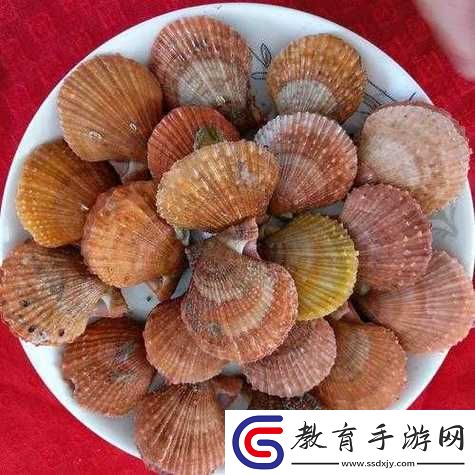 這是我的小扇貝好看嗎