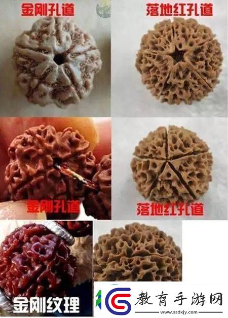 辨別金剛菩提真假