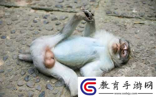 生猴子的全過程是怎樣的