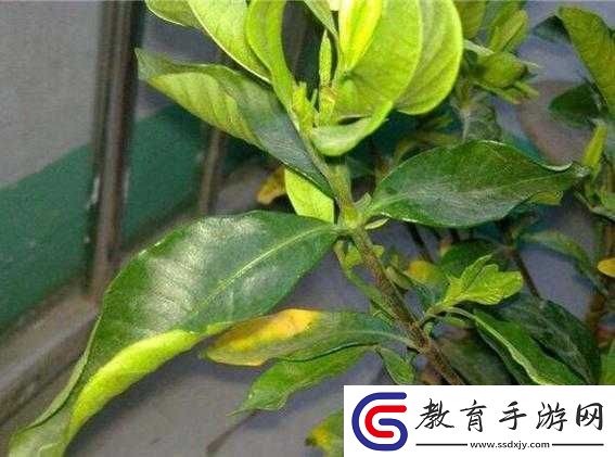 梅花13黃化現象的原因及防治方法