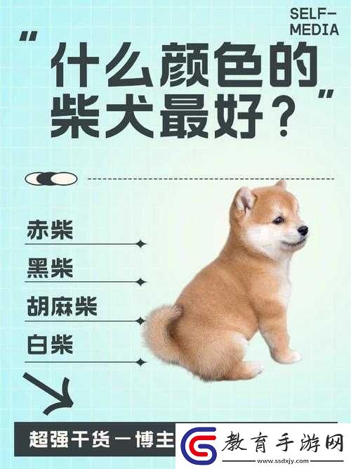 陰陽師中的柴犬寵物究竟如何
