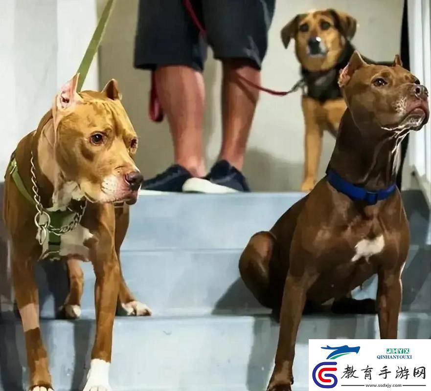 人狗大戰(zhàn)5高清正版免費